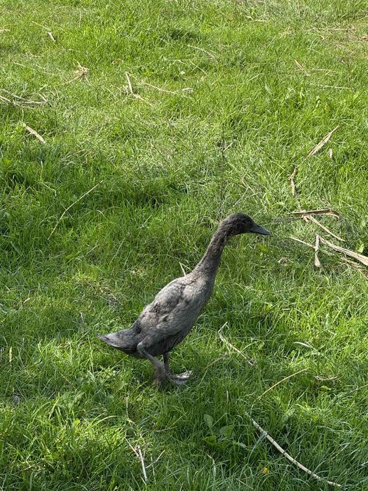 Biegusy kaczki kaczory