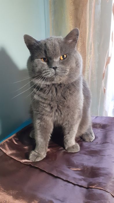 Вязка котов шотландец страйд (прямоухий)