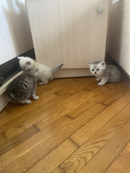 Шотландські кошенята
