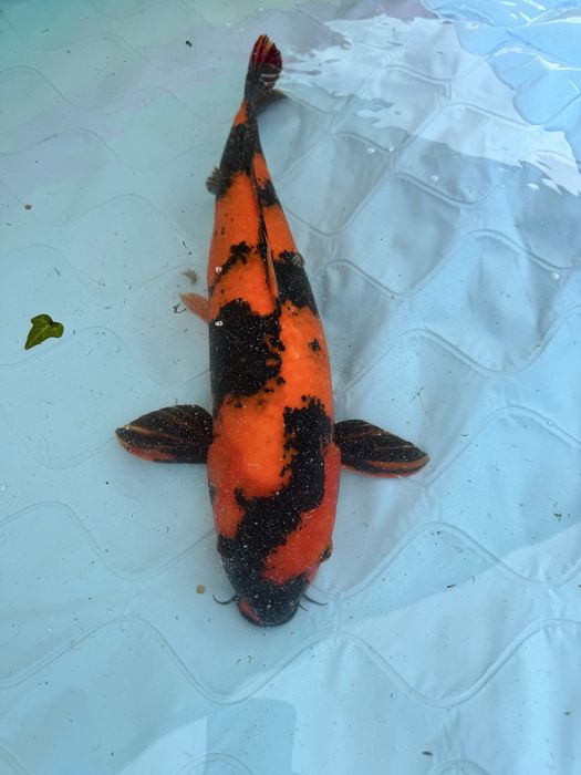 Carpa koi hi utsuri 60/65cm