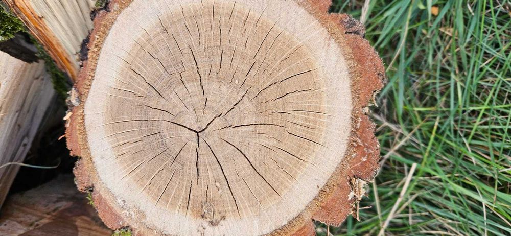 Drewno kominkowe opałowe Wiąz