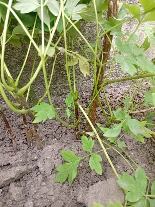 Продам саджанці деревовидного піона