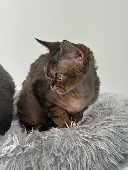 Devon Rex - dorosła kotka