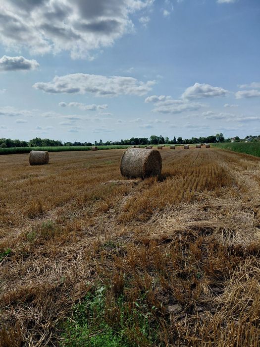 Продам тюки соломи пшеничні