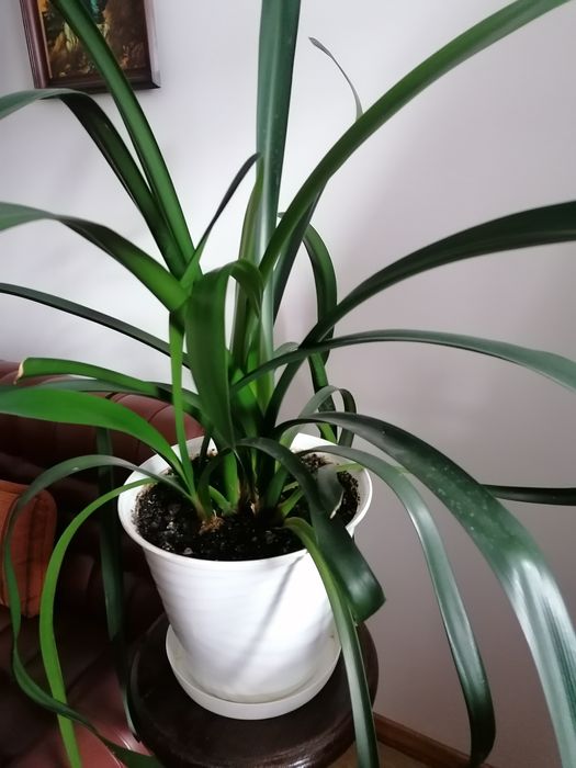 Kwiat doniczkowy kliwia wieloletnia duża- kwitnąca pomarańczowo