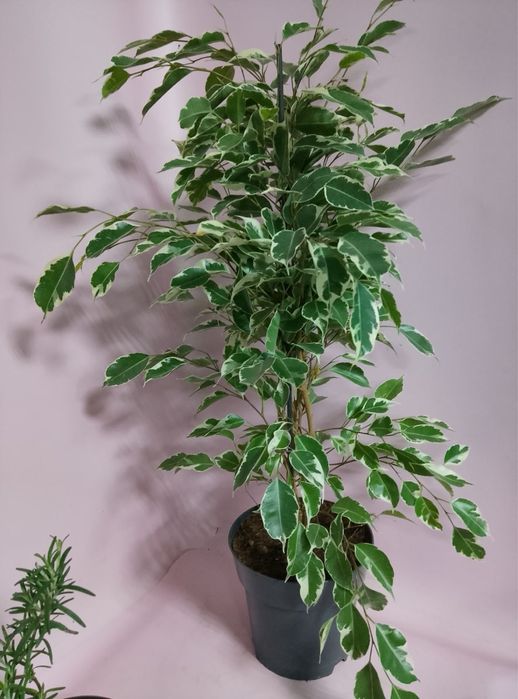 Гіпеаструм,спатифілум,антуріум,каланхоє,драцена Голден Коаст,ноліна,