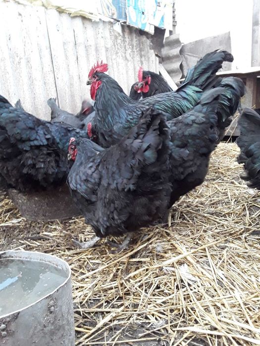 Яйця джерсійського гіганта