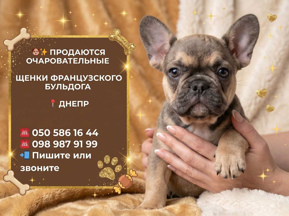 Продаются очаровательные щенки французского бульдога  Днепр