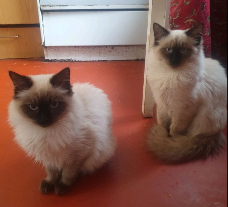 Котята ждут семью.