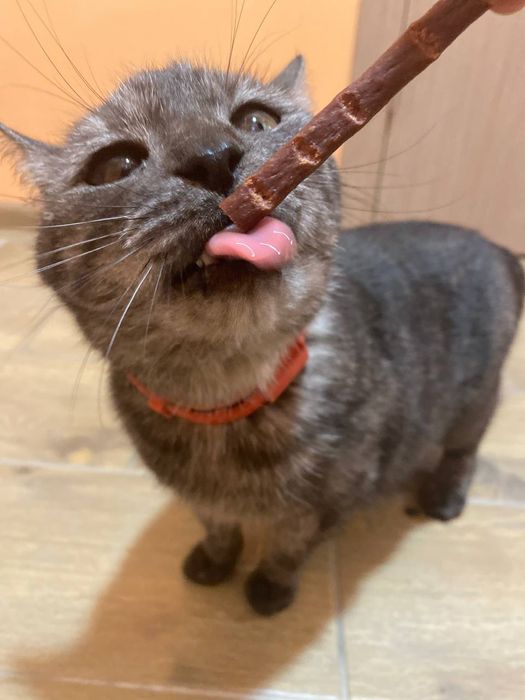 Котик в добрі руки