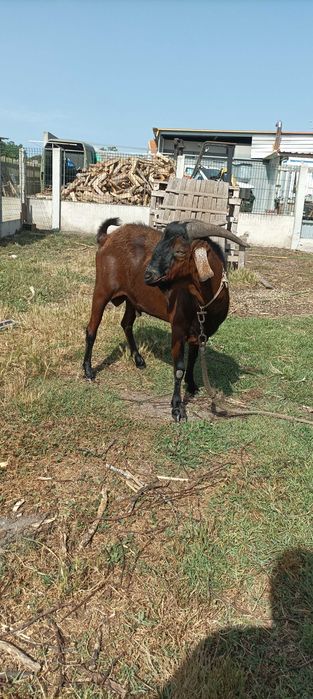Chibo Anglo Nubiano