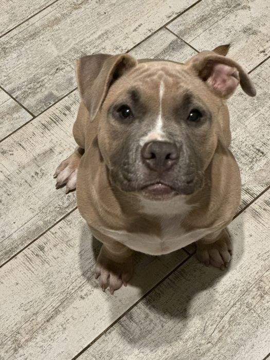 American bully pocket