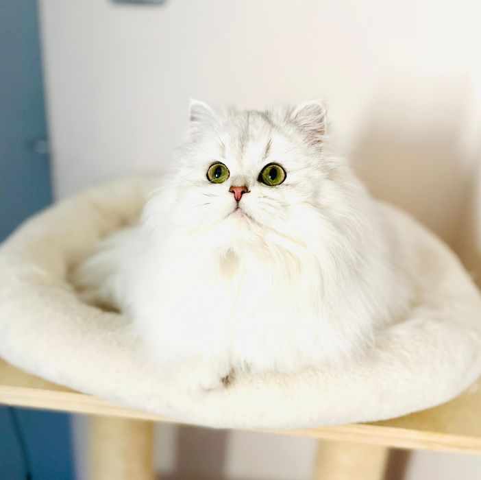 Kotka brytyjska do hodowli srebrzysta szynszyla FPL