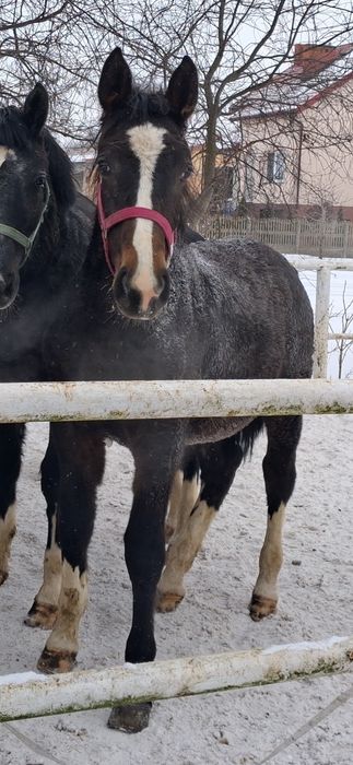 Zrebica Śląska Ślązak