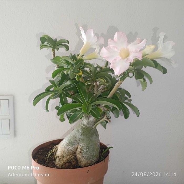 vendo planta rosa do deserto