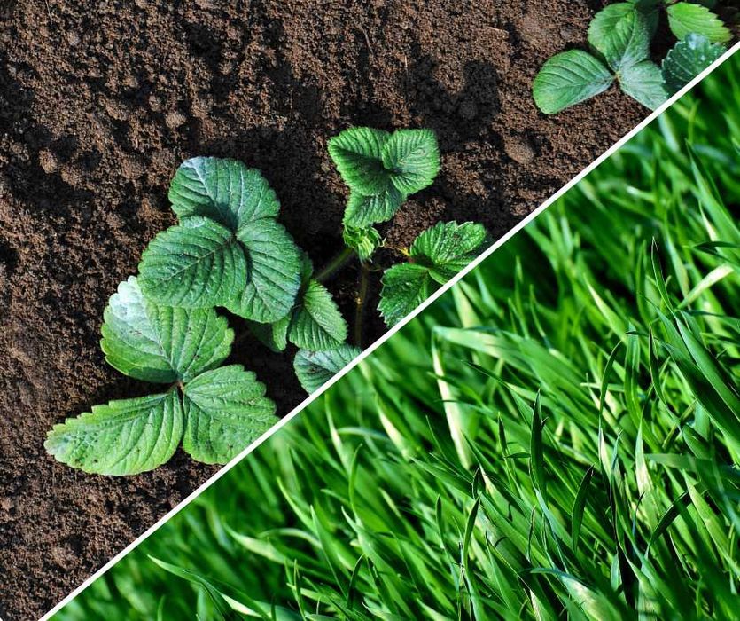 Ziemia pod uprawy worek 50 L - uniwersalna pod kwiaty i warzywa PLANTA