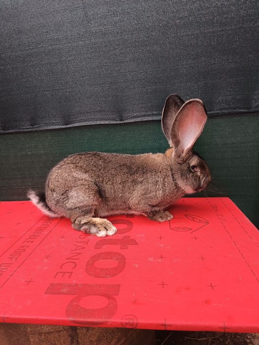 Belgijski Olbrzym BOS