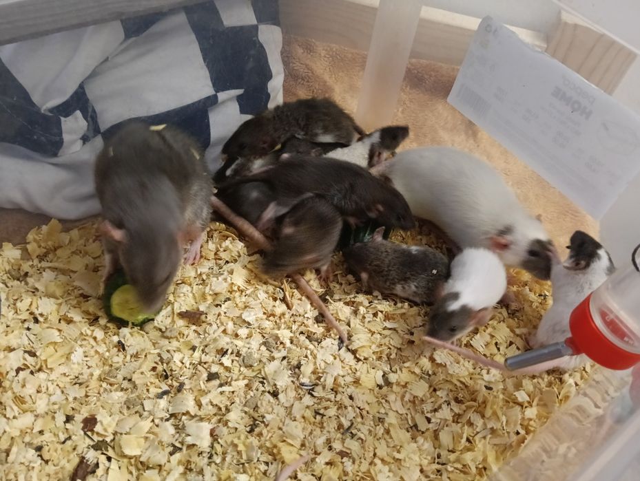 Szczurki Dumbo młode