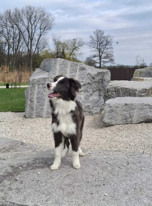 Border collie piesek z metryką ZKwP