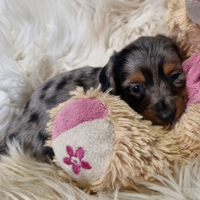 **HEIDY**jamnik miniaturowy sunia  blue merle krótkowłosa