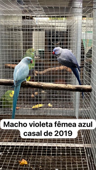 Ring necks 2022 e 2019