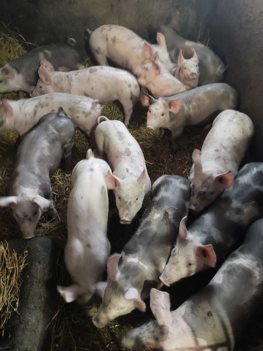 Prosięta,warchlaki 30 kg,duże ilosci
