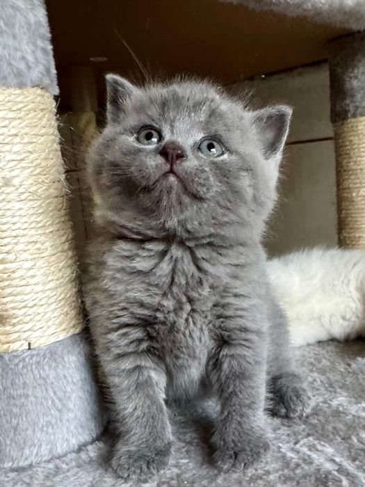 Rezerwacja na kotki Brytyjskie niebieskie