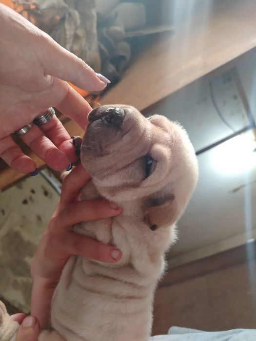 Menina sharpei clarinha