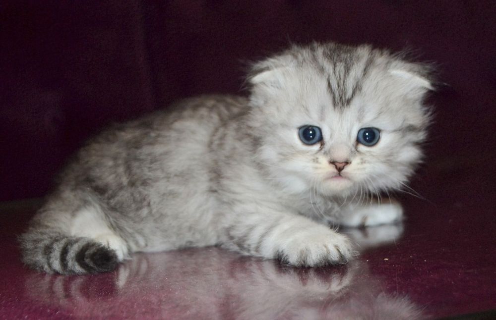 Малыш хайленд фолд