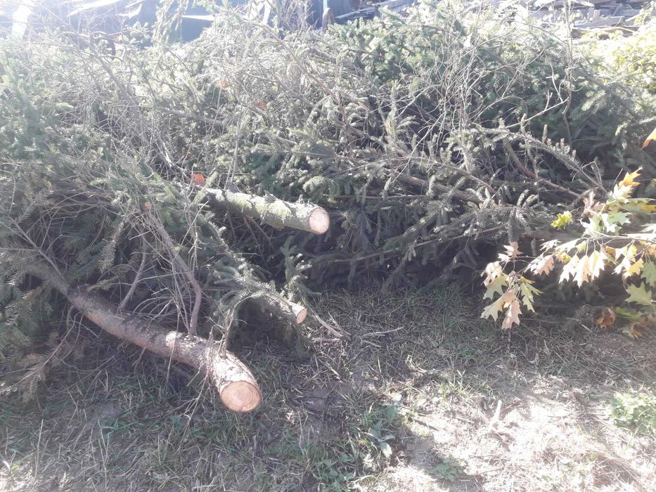 Oddam za darmo gałęzie z przycinki świerków Jabłonna Druga.
