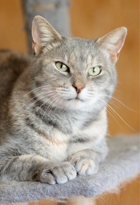 Харпер, 4 года, кошка, просто кошка