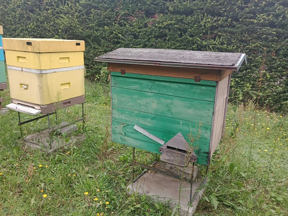 Ule wielkopolskie z rodzinami