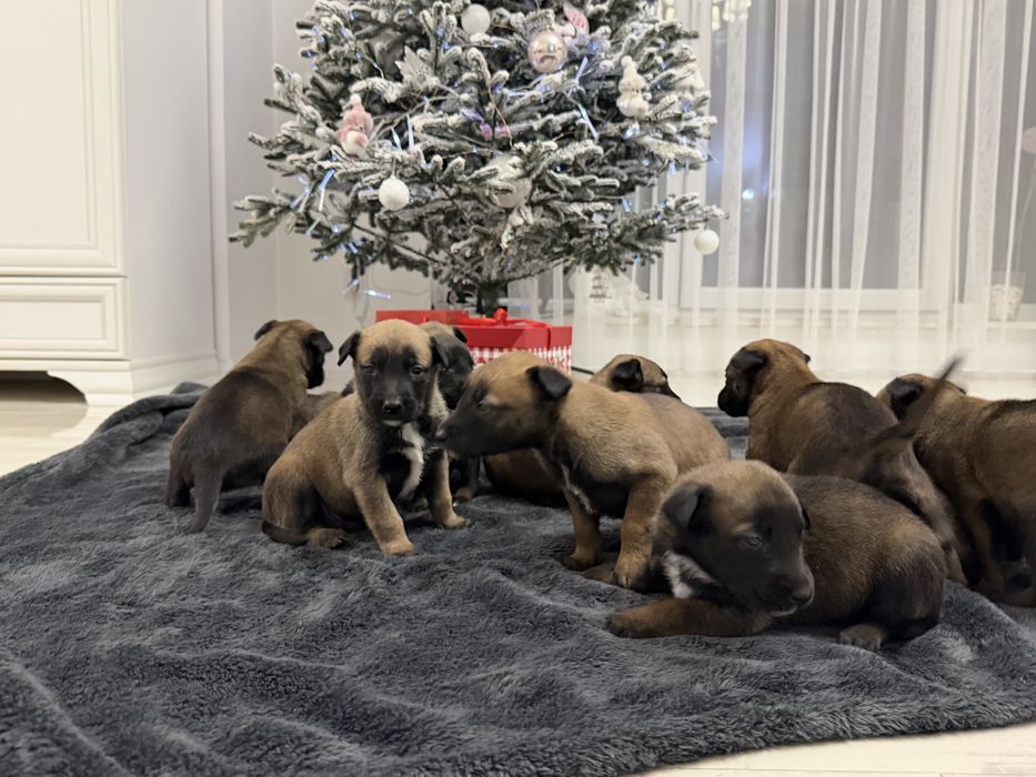 Малінуа. Бельгійська вівчарка