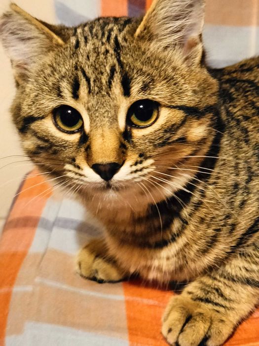 Боня возр. 3.5 мес. ищет дом