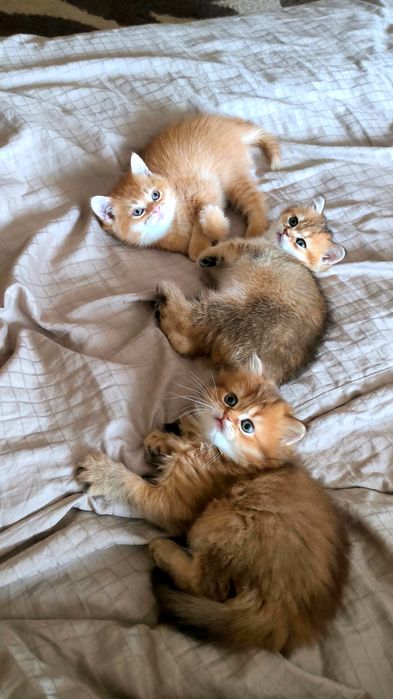 Неймовірні британські золоті шиншили