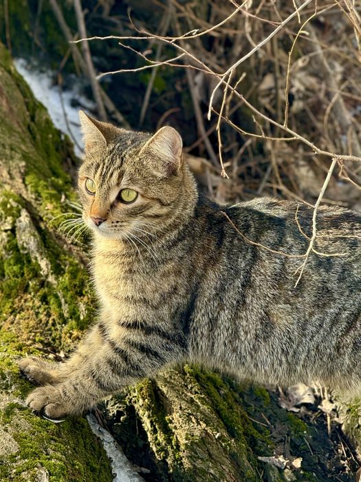 Кішка (кошеня) безкоштовно!