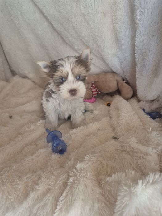 Biewer Terrier Macho Criadora Registada PT3088FL