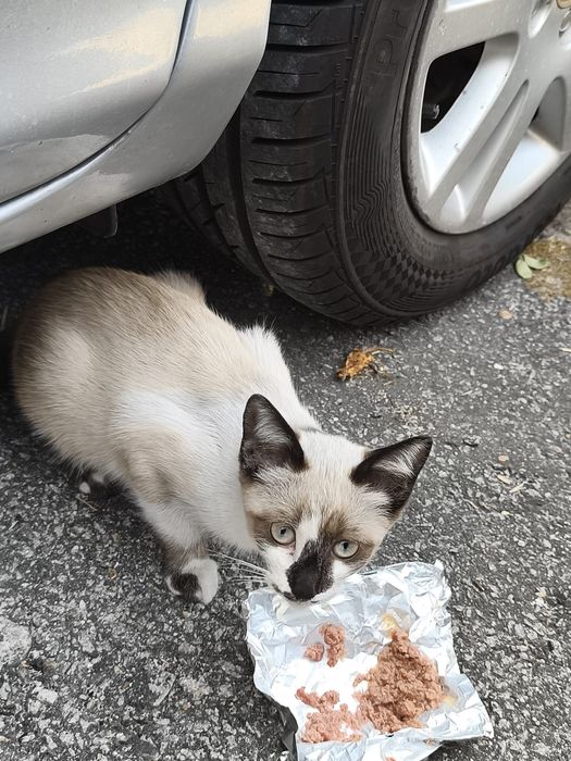 Gata fêmea bebé para adoção responsável
