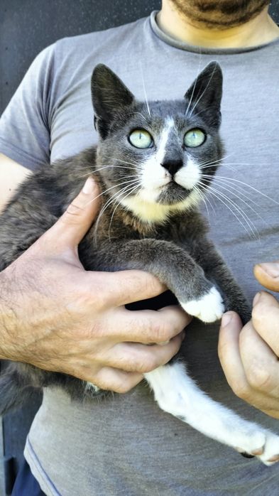 Стерилізована кішечка мріє про дім