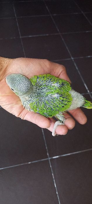 Ring necks  criados há mão