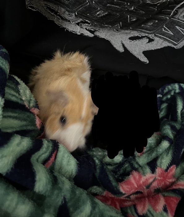 Świnka morska abisyńska - samiec