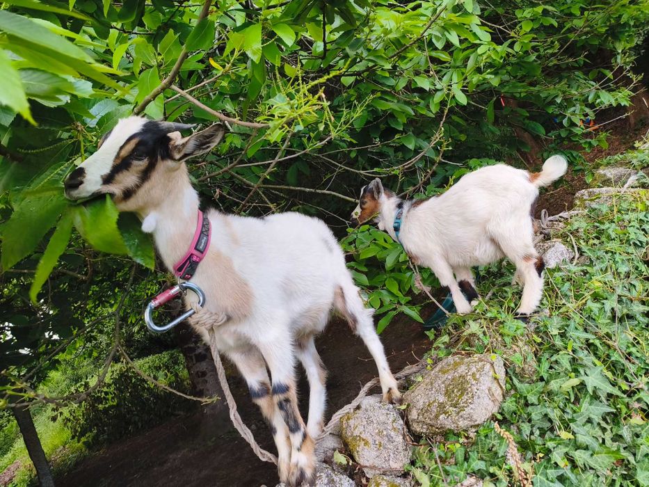 Cabra com 6 meses e cabrito com 3 meses