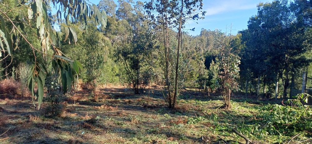 Limpeza de terrenos ou quintais