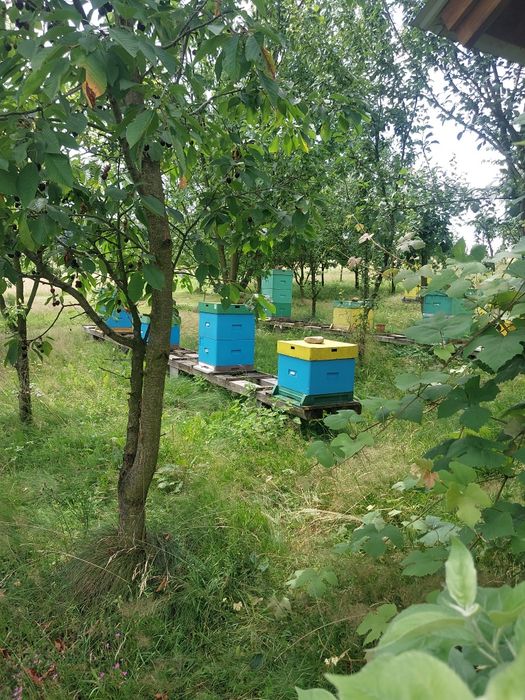 Sprzedam ule wielkopolskie