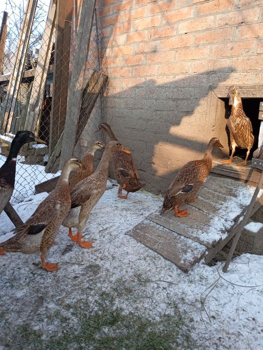 Індійський бігунок.450гр.