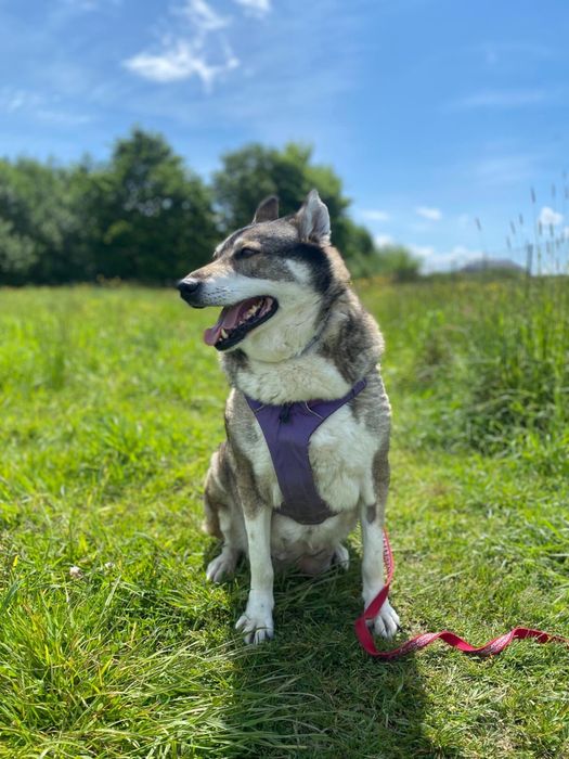 Tajga - łajka, 9-10 lat, grzeczna sunia ze schroniska