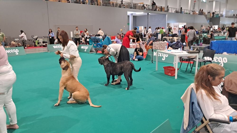 Cachorro Presa Canário