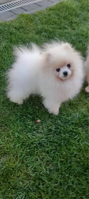 Szpic miniaturowy pomeranian
