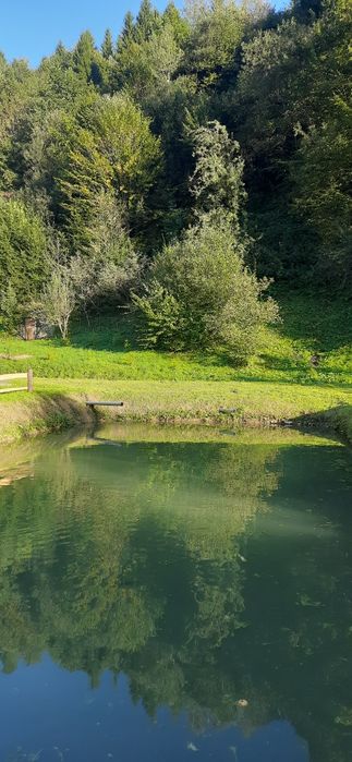 Котедж біля лісу