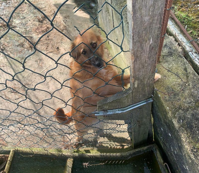 Cadela docil e meiga para adoção.